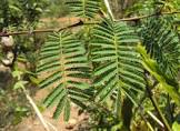 acacia catechu