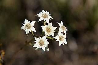 live Iqwili Alepidea plant