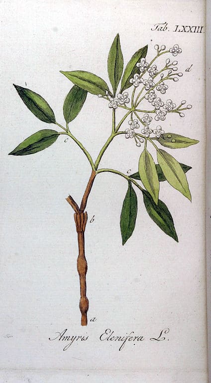 Amyris Elenifera