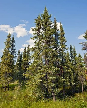 black spruce tree