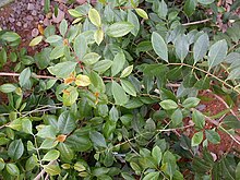 live khat qat plant