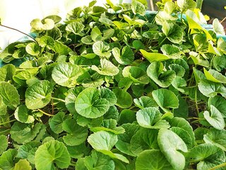 centella asiastica