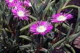 delosperma plant