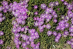 delosperma flowers