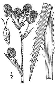 snakeroot Eryngium aquaticum