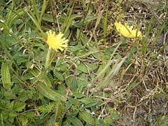 Hieracium pilosella plant