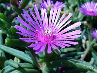 delosperma ecklonis