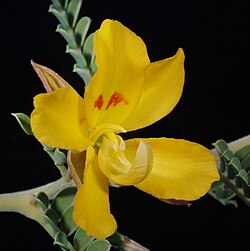 petalostylis_cassioides