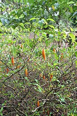 live tabernanthe iboga plant