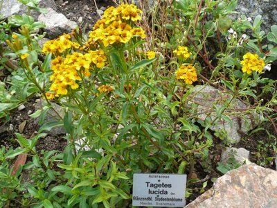 tagetes lucida mexican mint marigold lsd-like phytochemical