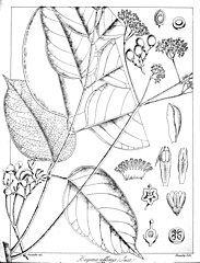 trichilia catigua plant