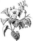 rivea corymbosa