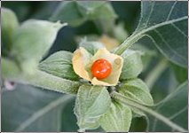 ashwaghanda herb