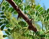 acacia angustifolia