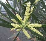 acacia longifolia dmt