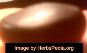 entada rheedii seed from Africa