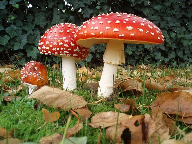 amanita muscaria mushrooms fly agaric