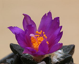 ariocarpus scaphiorostris cactus flower