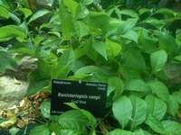 banisteriopsis caapi