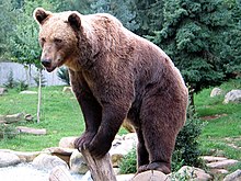 bouncing bear