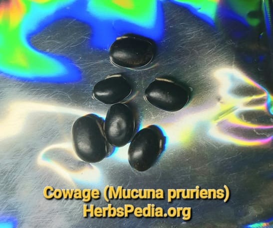 buy cowage mucuna pruriens seeds