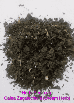 calea zacatechichi leaf of god