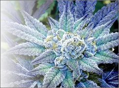 real marijuana plant
