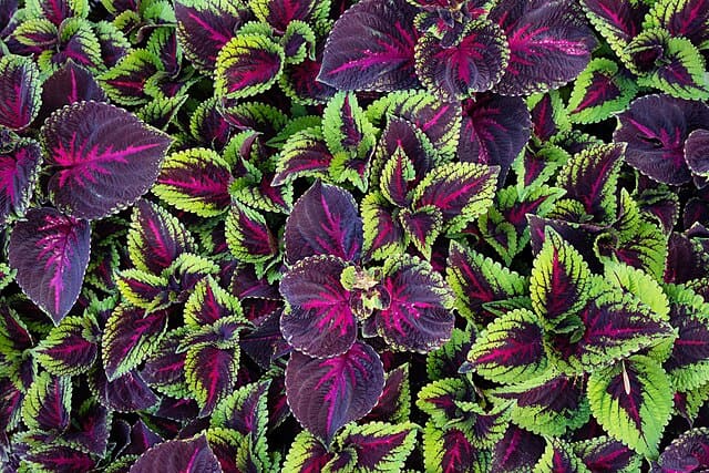 coleus oneirogen