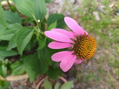echinacea purpurea live plant