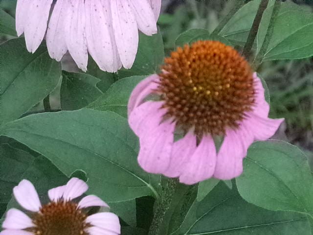 purple coneflower