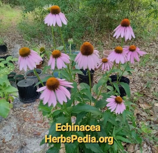 echinacea plants for sale