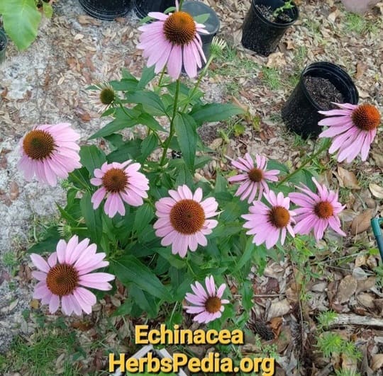buy echinacea