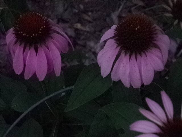 echinacea in evening