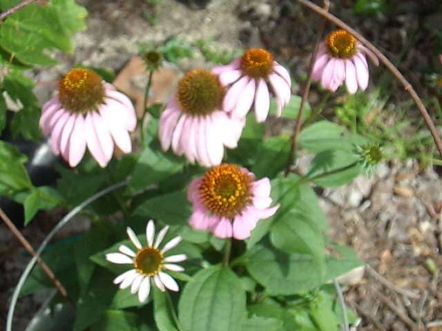 live echinacea flowering