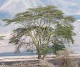 fevertree acacia xanthophloea