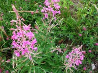 fireweed