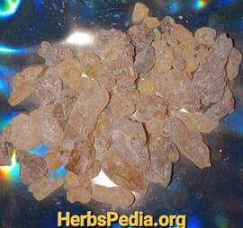 frankincense boswelia resin