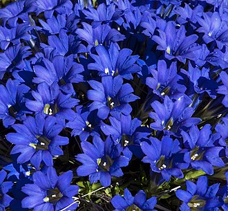 Gentiana_decumbens flowers
