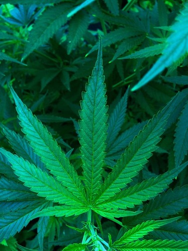 cbd hemp cannabis