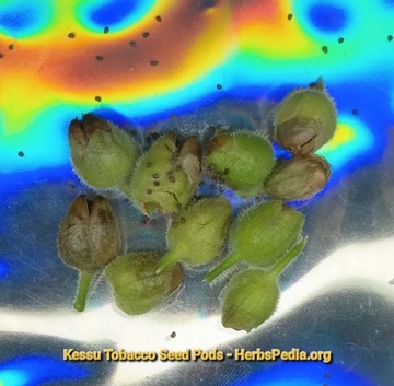 kessu tobacco seed pods