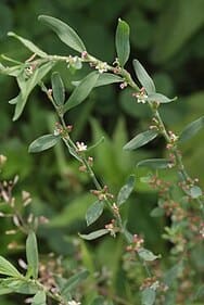 knotgrass