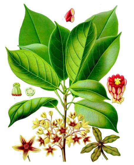 kola nut