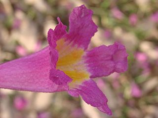 lapacho tree