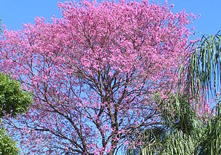 live paudarco plant