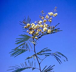 live acacia berlandieri