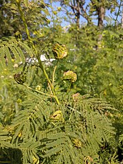 live desmanthus illinoensis plant