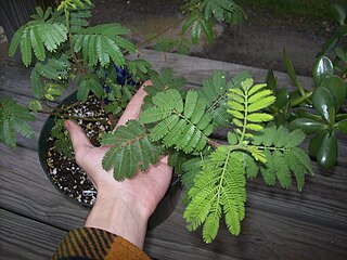 buy live mimosa hostilis plant