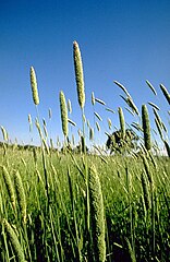 live phalaris aqautica plant