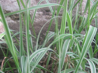 live phalaris arundinacea plants