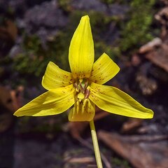 live erythronium americanum flower petal